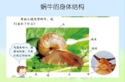 蜗牛的资料(了解蜗牛：品种分类、特征和生活习性)