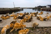 日本猫岛60多只猫意外死亡(日本猫岛60只猫突然死亡)