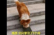 牧羊犬滑滑板下30级楼梯(牧羊犬酷炫滑板下30层楼梯)