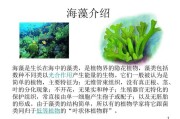 陈蓉 海藻(揭秘海藻的神奇功效与应用)