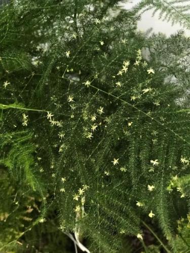 文竹开花寓意什么兆头(文竹绽放花朵，暗示什么好兆头)