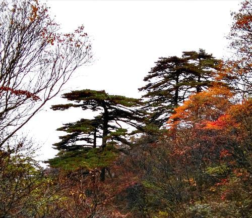 黄山落叶松叶落山黄(黄山一代落叶松落叶回归，再现山顶黄金秋色)