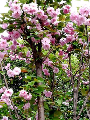 春暖花开亚洲(亚洲迎来暖春花开)