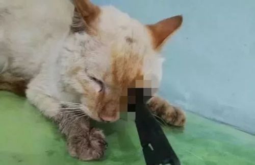 高跟鞋虐猫事件(高跟鞋残忍虐待猫，引发众怒)