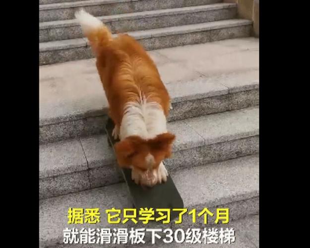 牧羊犬滑滑板下30级楼梯(牧羊犬酷炫滑板下30层楼梯)