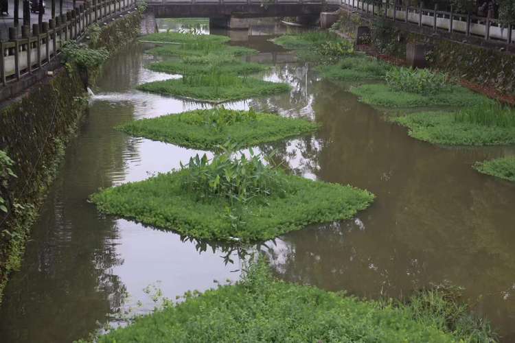 北京水生植物(北京市区水域生态恢复工作取得实质性进展)