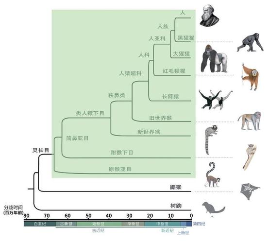 奇事(神秘灵长动物：研究还原脊椎动物起源新证据 - 研究揭示神秘灵长动物起源新证据)