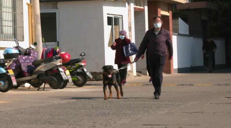 对象一直咬我的奶奶(老人家被家犬咬伤，需要紧急治疗)