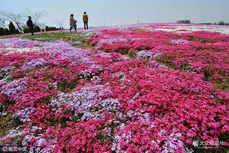 日照裕升国际花园(日照裕升国际花园：走进盛开的花海)